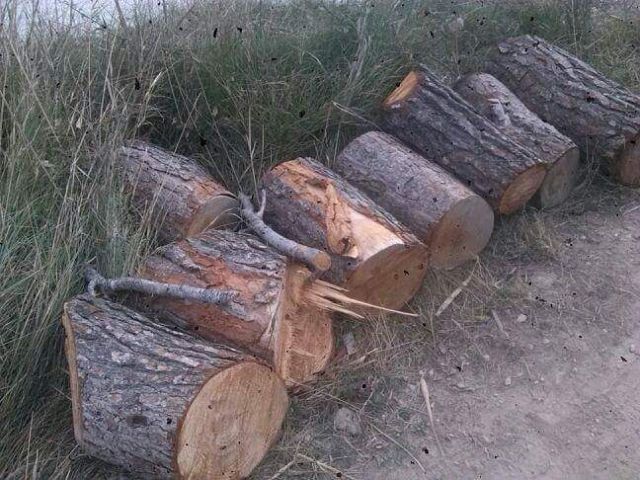 IU-Verdes denuncia una nueva tala de pinos y especies protegidas en el 'paraje del Argaz'