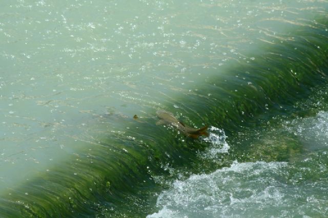 El proyecto Life+ Segura Riverlink celebra el Día Mundial de la Migración de los Peces con charlas y actividades de voluntariado medioambiental