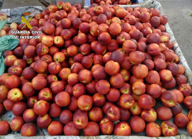 La Guardia Civil desmantela un grupo delictivo dedicado a la sustracción de fruta, en Cieza