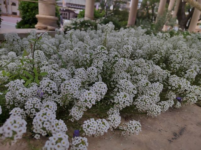 Plantas contra plagas para mantener ecosistemas urbanos de manera natural