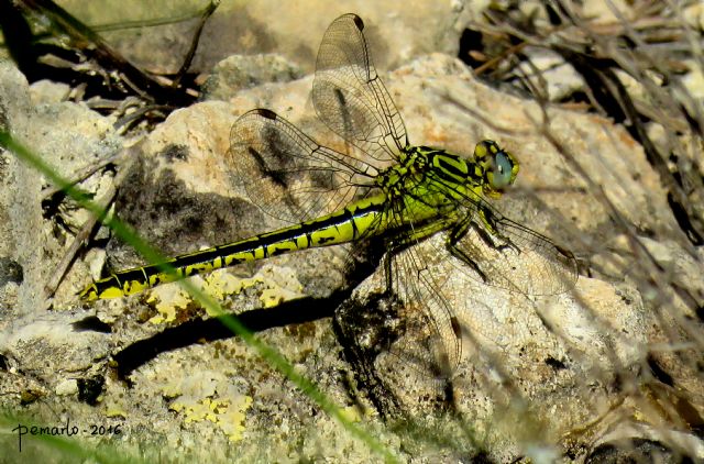 libélula atrigrada mediterránea /Pedro Martínez López/ANSE