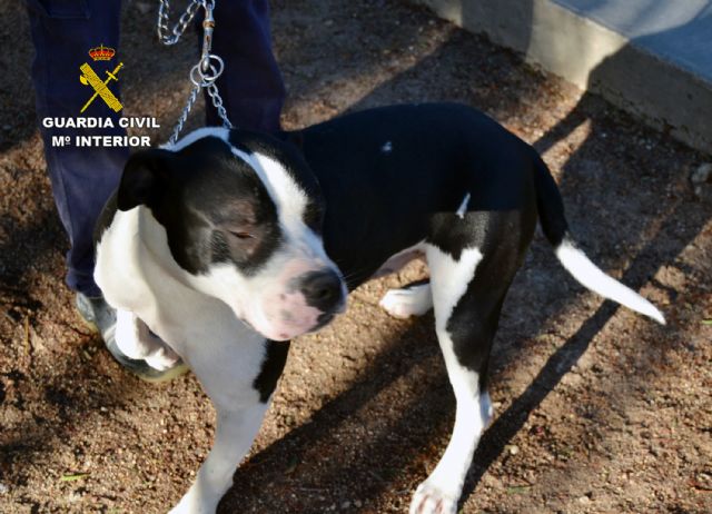 La Guardia Civil detiene al propietario de dos perros de raza peligrosa que atacaron a un vecino