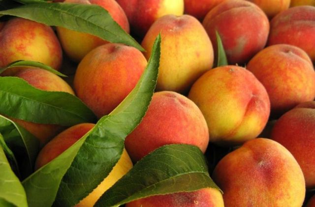 IU-Verdes plantea establecer por ley un precio 'mínimo' en el campo