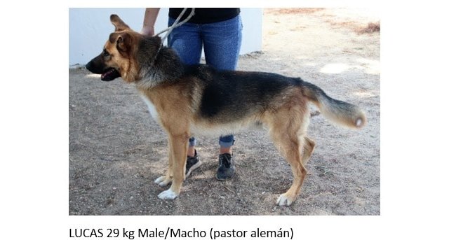El Núcleo Zoológico 'Sierra Ascoy' impulsa una campaña de adopción de perros