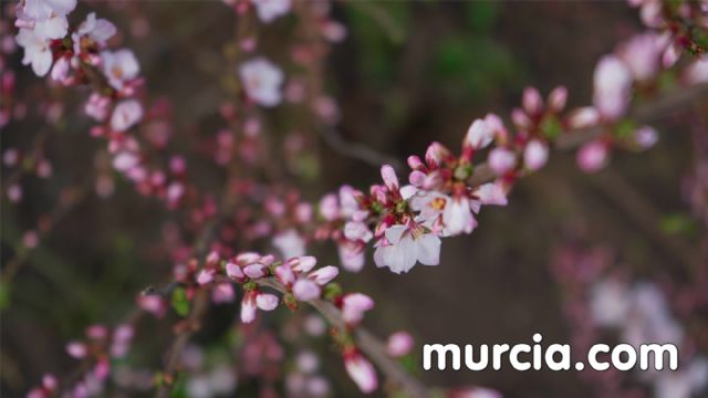 ¿Cuándo es la floración en Cieza?