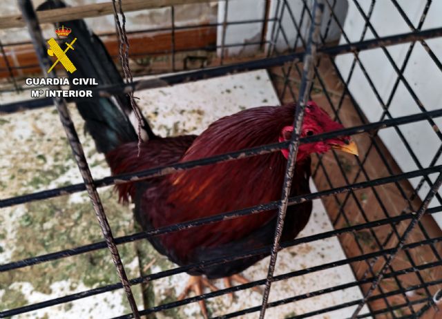 La Guardia Civil investiga a dos vecinos de Cieza por mutilar gallos de pelea