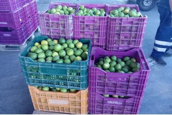 La Policía Local interviene 300 kilos de limones supuestamente robados