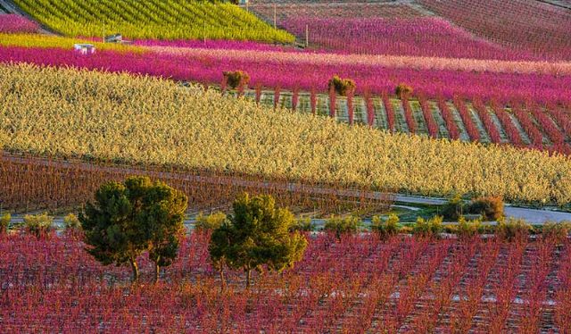 VOX apuesta por proteger el campo de Cieza y la actividad de nuestros agricultores