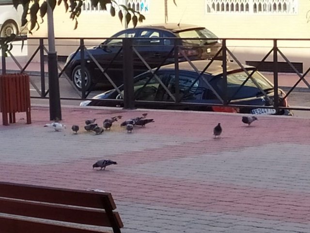 Saorín recuerda que está prohibido dar comida a los animales callejeros