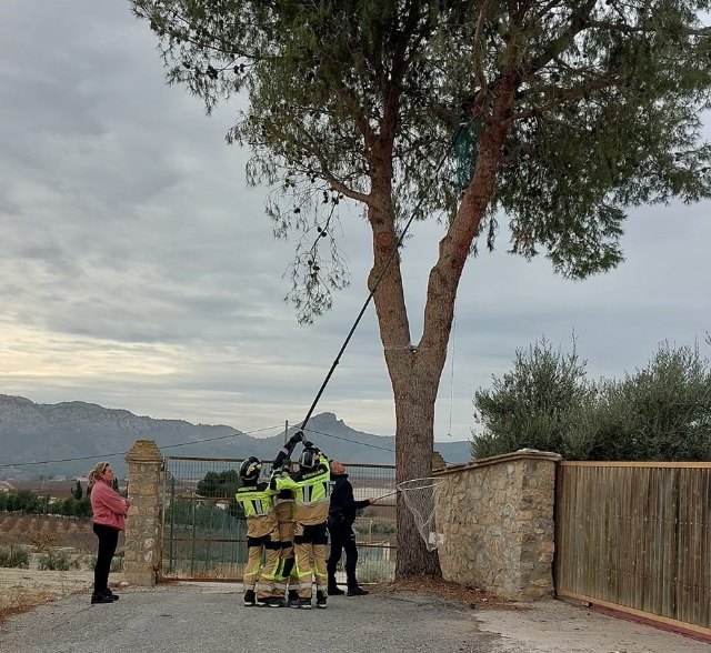 Rescatan a un gato que llevaba varios días en un árbol