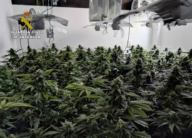 La Guardia Civil desmantela una plantación de marihuana en un domicilio de Cieza