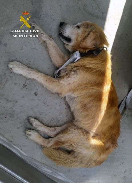 La Guardia Civil investiga a dos personas por abandonar a un perro enfermo en un polígono industrial de Cieza
