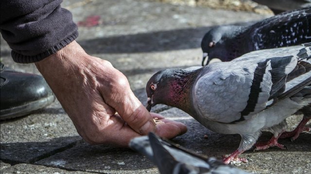 Recuerdan la prohibición por ordenanza municipal de dar de comer a los animales en la vía pública, en especial a las palomas